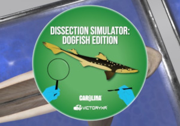 Oculus Quest 游戏《解剖模拟器 鲨鱼》Dissection Simulator: Shark Edition VR